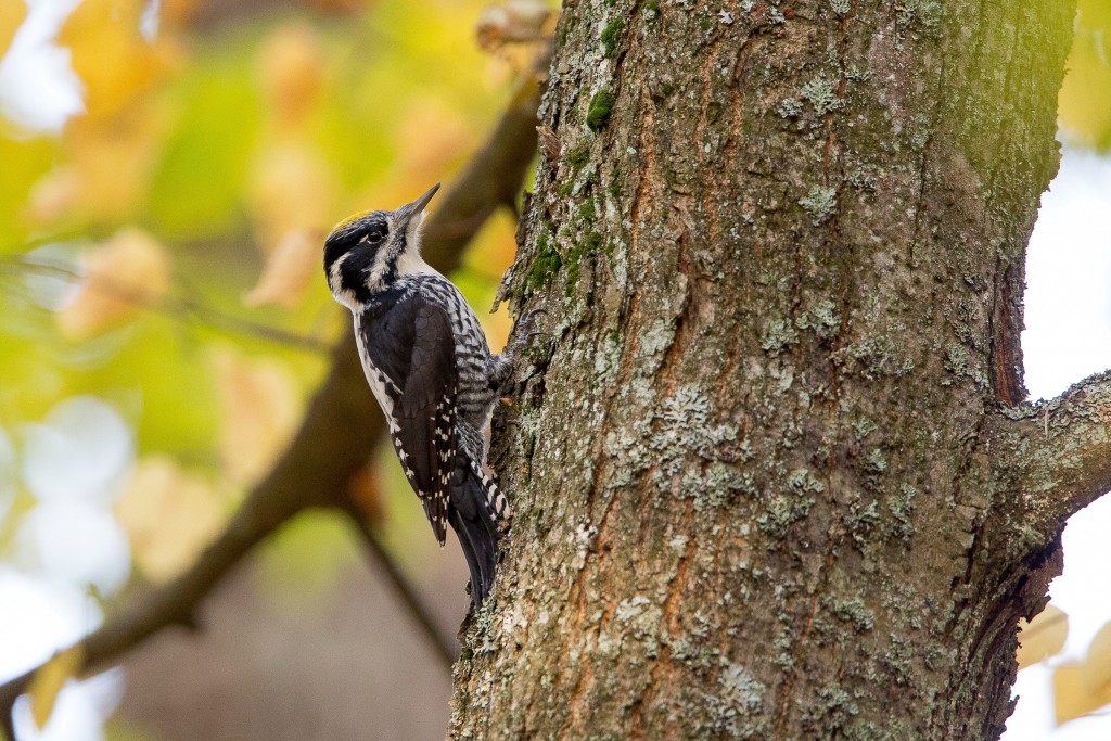 Ecology and Conservation of Forest Birds | FifteenEightyFour