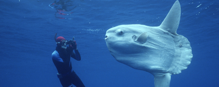 Fish with Fanged Tongue – A Discovery in the Census of Marine Life ...