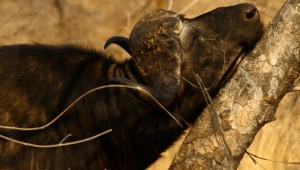 Cape Buffalo. Photo: Mario Melletti.