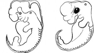 Human and Chicken embryo sketch