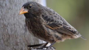 Finch, Galápagos. Photo: Paul Krawczuk via Creative Commons.
