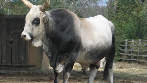 Maremmana Bull. Photo: Marco Di Luca.