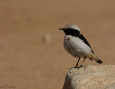 Photo taken by Nimrod Ben-Aharon