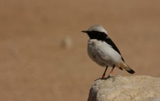 Photo taken by Nimrod Ben-Aharon