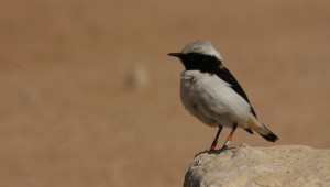 Photo taken by Nimrod Ben-Aharon