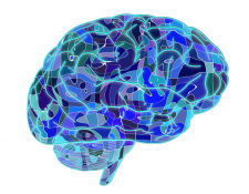 Brain