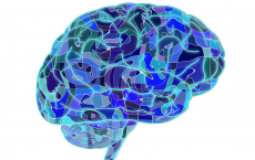 Brain