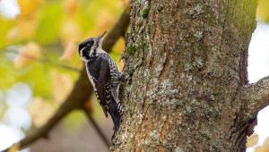 In celebration of the International Day of Forests,