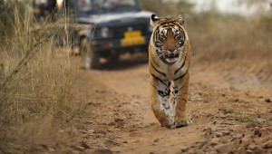 World Wildlife Day: Big Cats – predators under threat