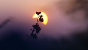 Courtesy of mouli choudari | Flickr