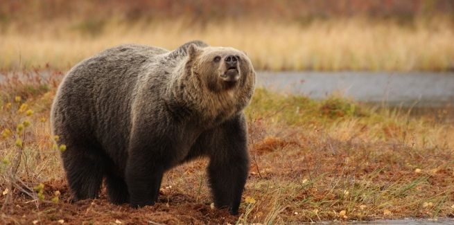 Bear attacks on humans: a global perspective | FifteenEightyFour ...